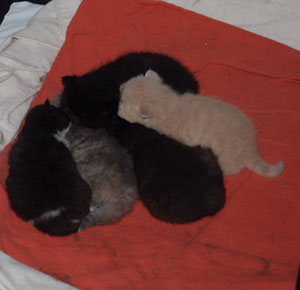 Group nap 3 weeks