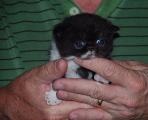Sid at 3 weeks